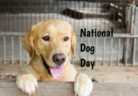 National Dog Day 2022 Quotes