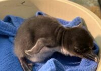 Stl Zoo Summer Camp 2022