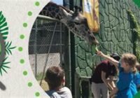 Zoo Summer Camp 2022