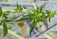 Best Weed Stocks For 2022