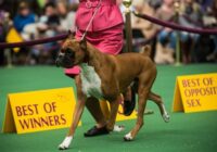 What Breed Has Won The Most Westminster Dog Shows