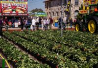What Is The Strawberry Festival In Florida