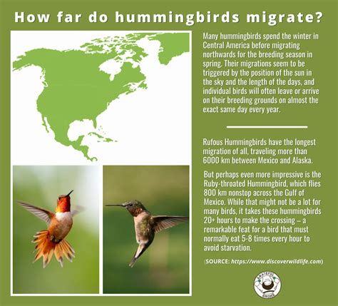 How Many Hummingbirds Survive Migration