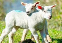 How Many Work Days Until April 8 2022