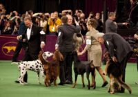 Westminster Dog Show February 2022