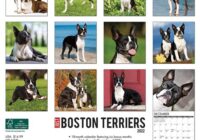 Boston Dog Show 2022 Results