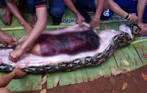 Woman Swallowed By Python Snake 2022