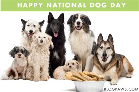 National Dog Day Of India