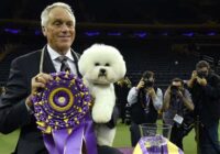 Westminster Dog Show Results 2021