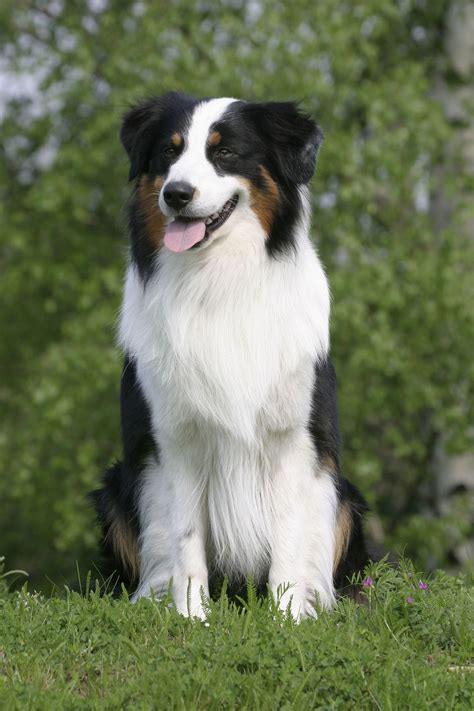 Westminster Dog Show Australian Shepherd